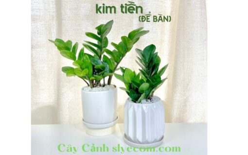 Cây Kim Tiền Xanh Kim Để Bàn Trồng Trong Chậu Gốm Tráng Men Trắng