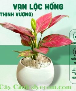 Cây Vạn Lộc hồng để bàn kết hợp với chậu gốm tráng men tạo ra một điểm nhấn tinh tế cho bất kỳ không gian nào