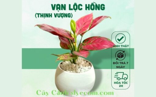 Cây Vạn Lộc hồng để bàn kết hợp với chậu gốm tráng men tạo ra một điểm nhấn tinh tế cho bất kỳ không gian nào