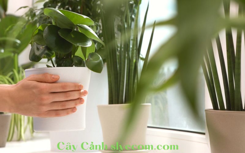 Cây Cảnh Trong Nhà Độc Đáo