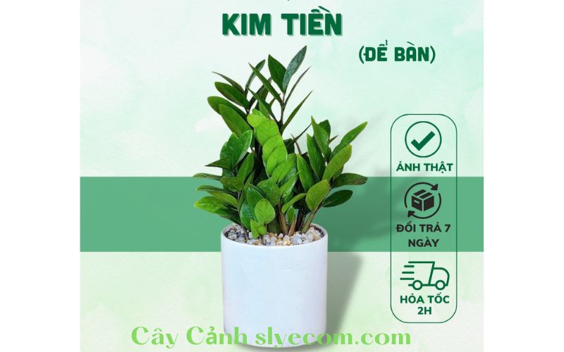 Cây Kim Tiền Xanh Kim để bàn trong chậu gốm tráng men trắng không chỉ là một món đồ trang trí thanh lịch mà còn là điểm nhấn tinh tế cho không gian sống