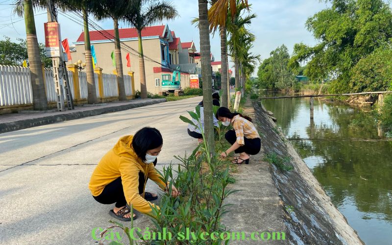 Cây Cảnh Thân Thiện Với Môi Trường