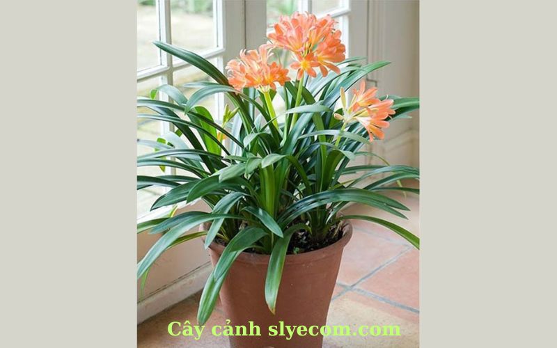 Cây Lan Quân Tử, hay Spathiphyllum, còn được biết đến với tên gọi cây Hòa Bình