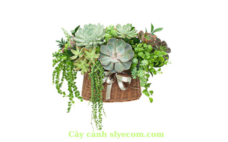 Cây Sen Đá, hay Succulent, là một loại cây cực kỳ dễ chăm sóc và thích hợp cho những người mới bắt đầu