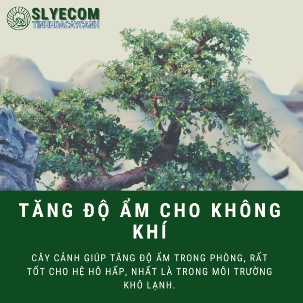 XU HƯỚNG CÂY CẢNH TẠI SLYECOM